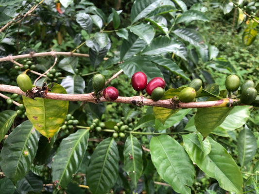 【定期便】深煎り 300g or 500g